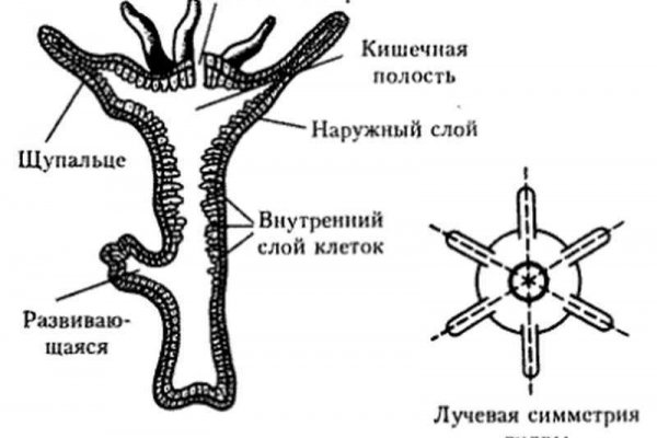 Как войти в даркнет